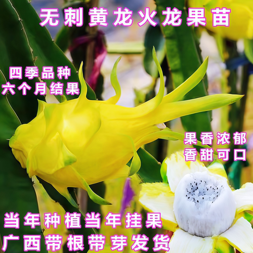特大黄皮白肉无刺黄龙火龙果苗