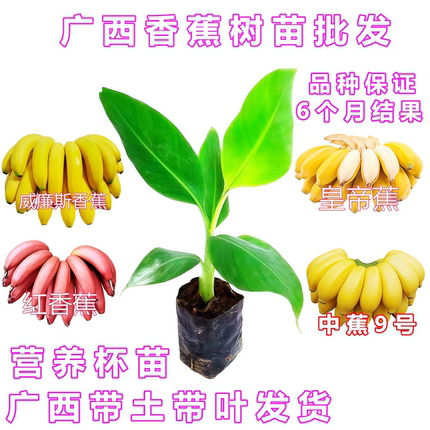 矮化香蕉树苗高产中蕉9号芭蕉树盆栽地栽当年结果红美人红香蕉苗