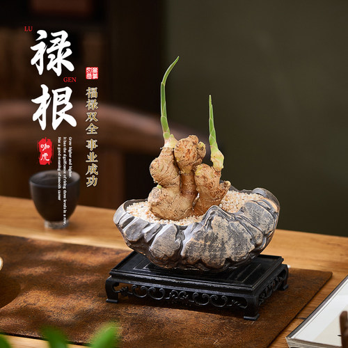 禄根室内小盆栽四季好养带芽