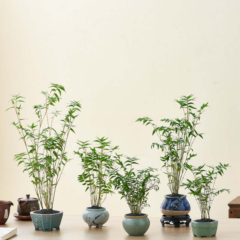 米竹盆栽室内造景绿植微景观植物摆件书房茶室桌面竹子盆景好养