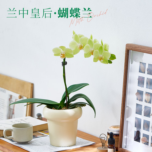 蝴蝶兰带花带花苞年宵花好养