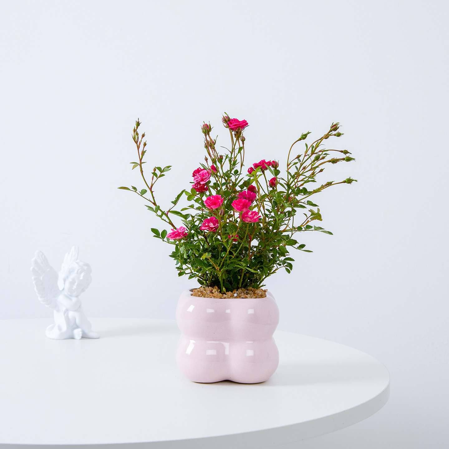 须惠姬超微月季花盆栽带花苞四季好养室内办公室桌面花卉绿植蔷薇