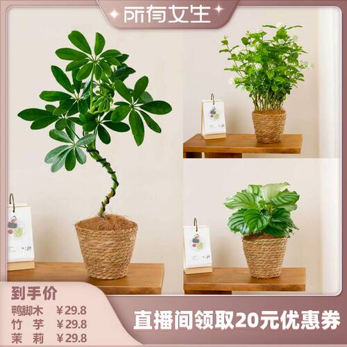 茉莉花盆栽室内桌面绿植花卉植物