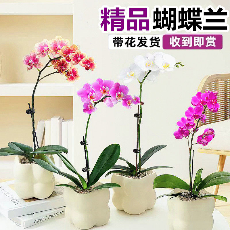 蝴蝶兰盆栽客厅春节年宵花卉植物室内花乔迁开业送礼四季好养
