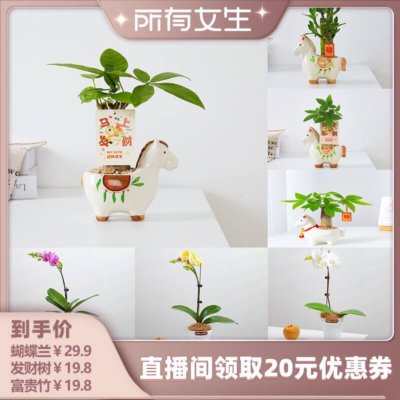 【所有女生直播间】咖虎发财树盆栽办公室内桌面绿植富贵竹蝴蝶兰