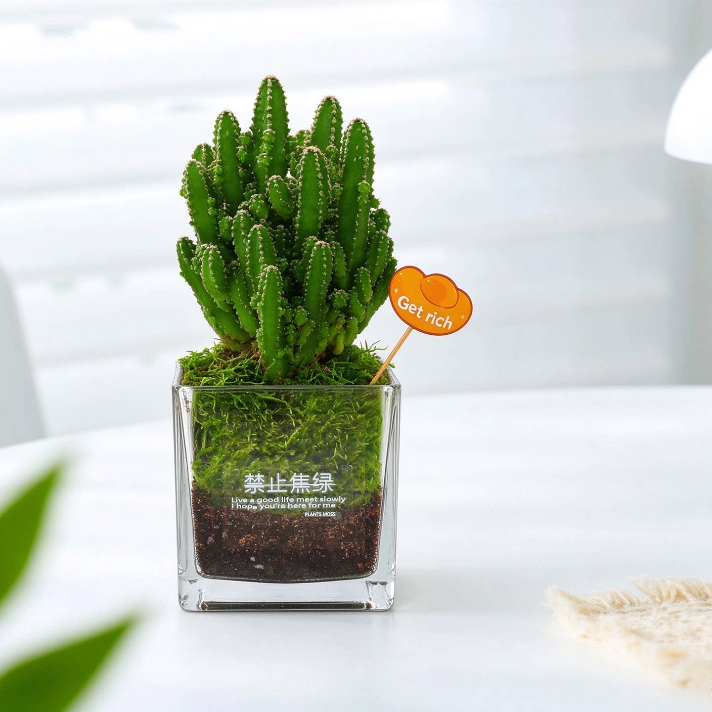 咖虎万重山多肉植物小盆栽室内办公室桌面绿植一片心好养活送礼物