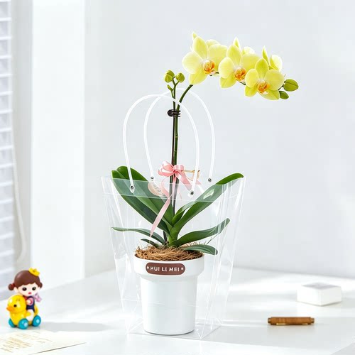 蝴蝶兰盆栽带花室内桌面好养兰花