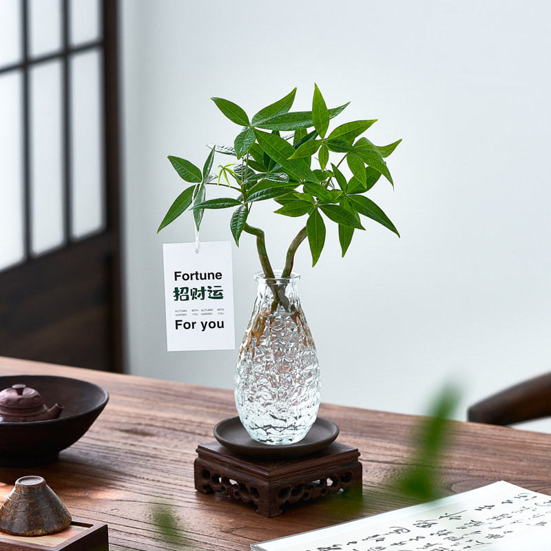 发财树小盆栽水培植物客厅桌面绿植办公室内招财树四季好养活花卉