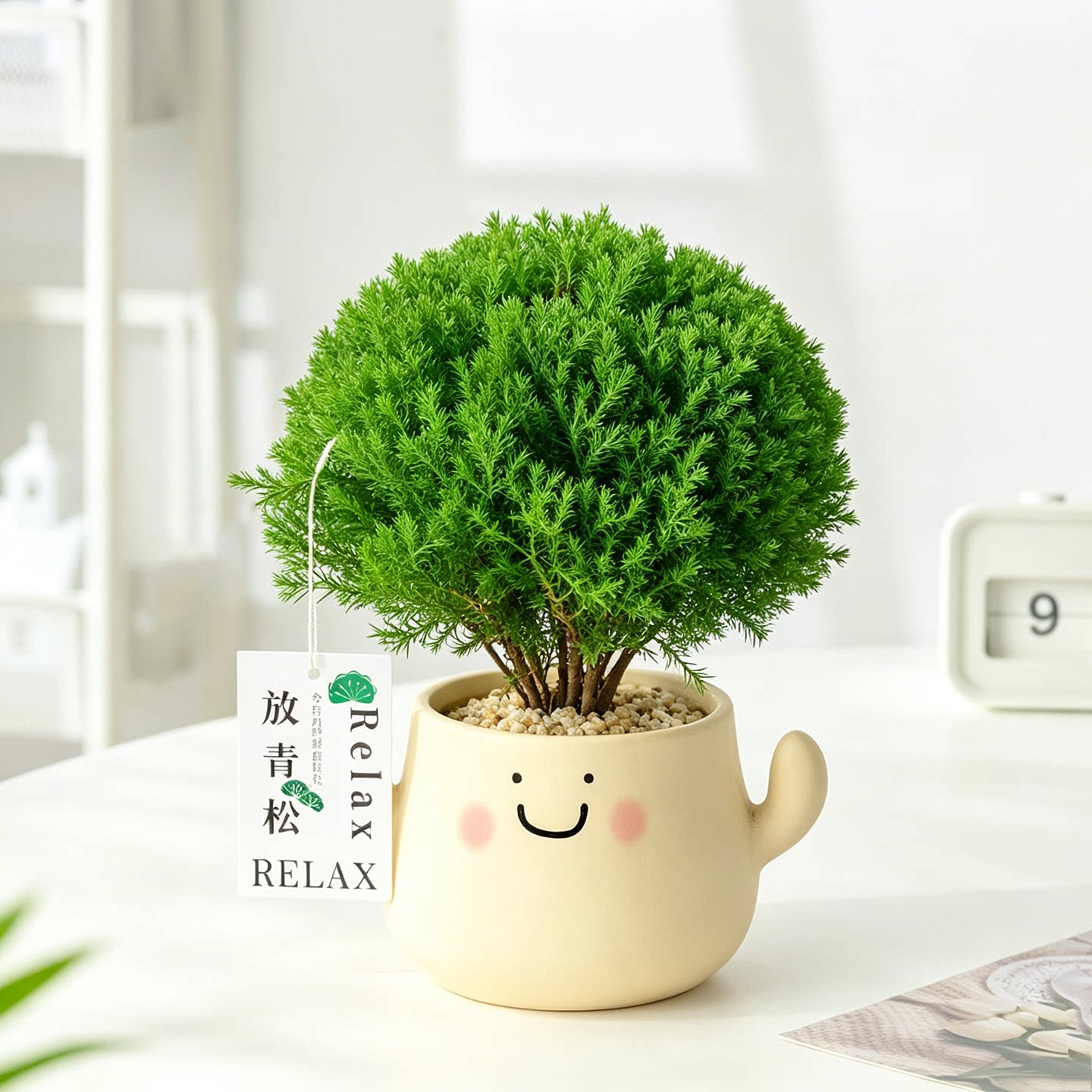 放青松雾凇盆栽室内办公室桌面发财树招财植物幼儿园绿植好养礼物