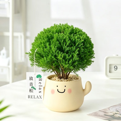发财树小盆栽植物办公室桌面绿植