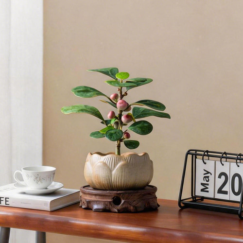 小盼菩提带果好养桌面盆景