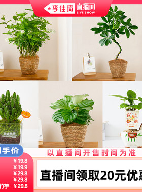 咖虎茉莉花盆栽室内桌面花卉绿植