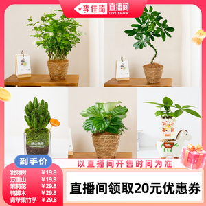 咖虎茉莉花盆栽室内桌面花卉绿植