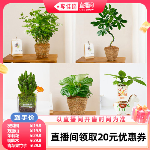 咖虎茉莉花盆栽室内桌面花卉绿植