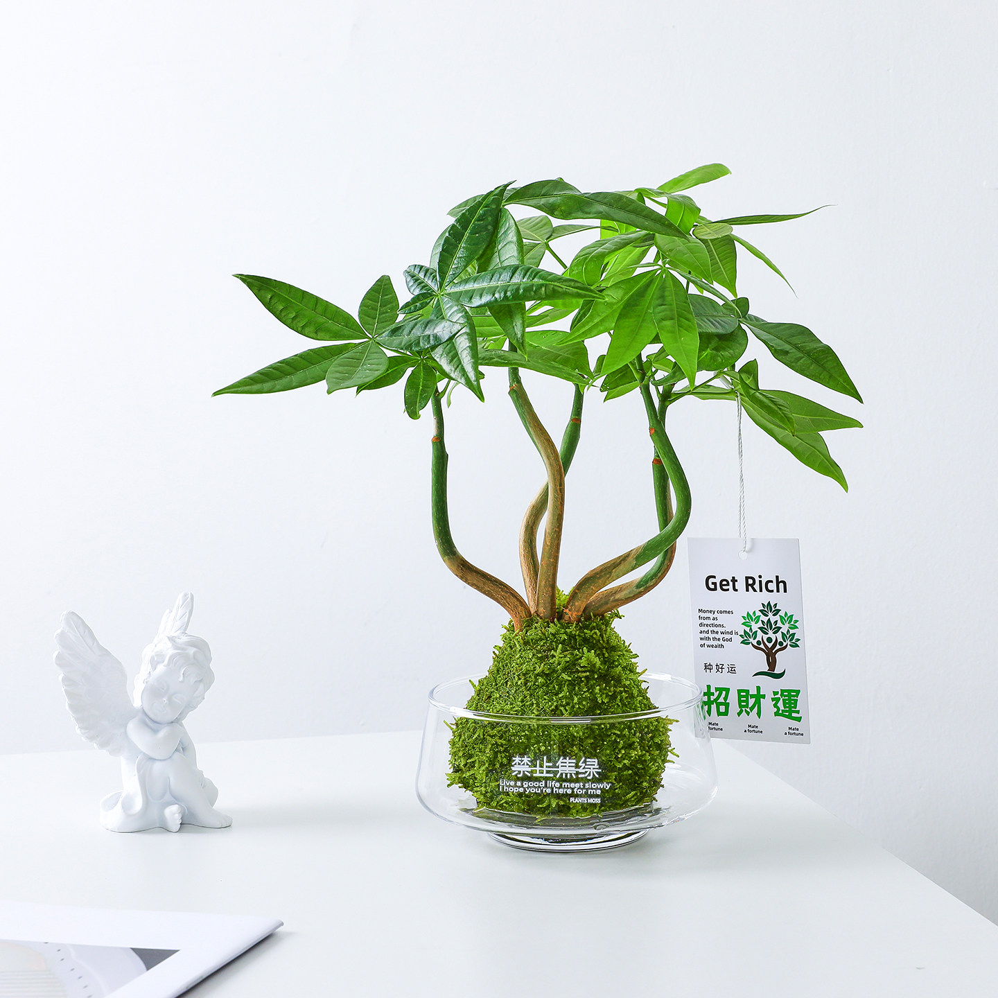 发财树盆栽苔藓球水培植物室内客厅办公室绿植四季常青好养植物