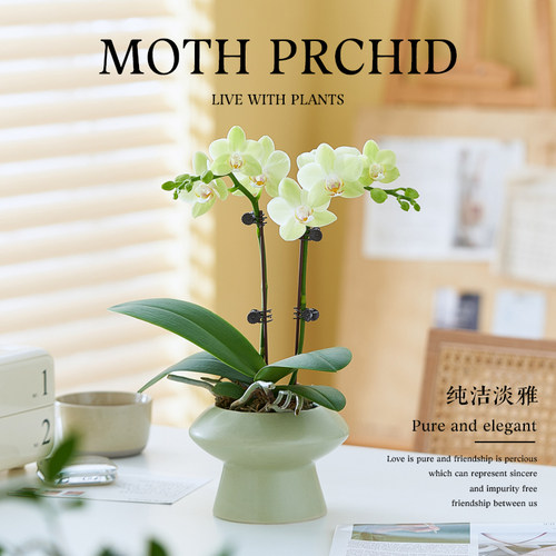 蝴蝶兰盆栽带花苞兰花苗送礼物