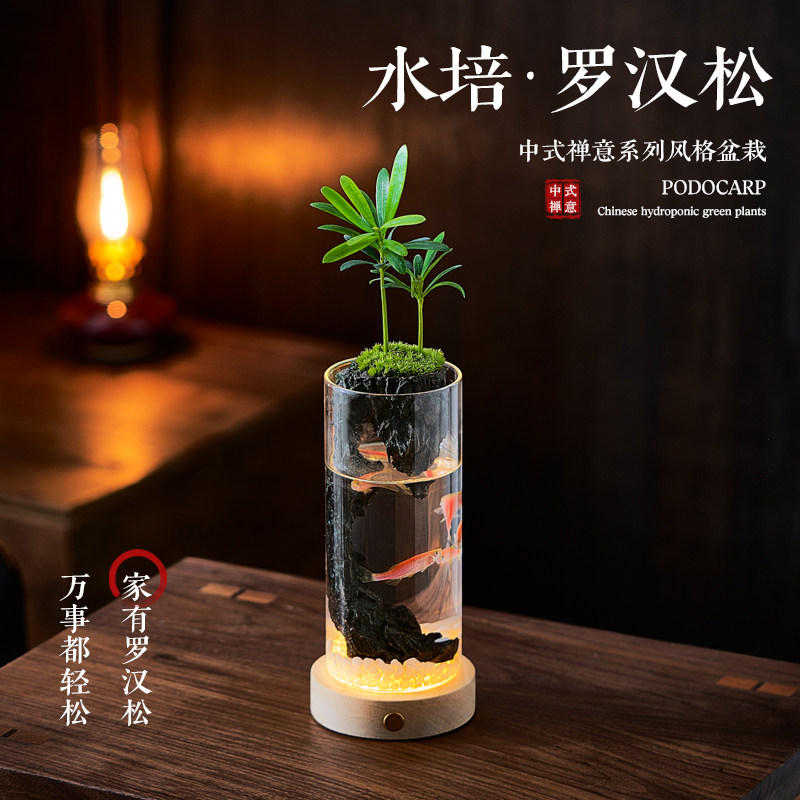 罗汉松生态瓶水培植物办公室内桌面盆栽山水微景观摆件玻璃小鱼缸