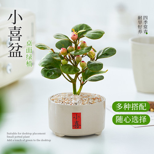 小盼菩提盆栽带果室内桌面盆栽