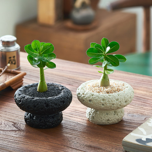 沙漠玫瑰室内桌面小盆栽多肉植物
