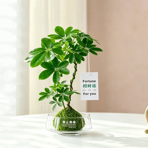 八方来财鸭脚木苔藓球植物室内