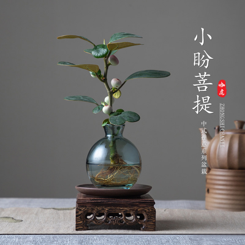 小盼菩提盆栽带果室内绿植办公室客厅中式禅意桌面小盆景水培植物