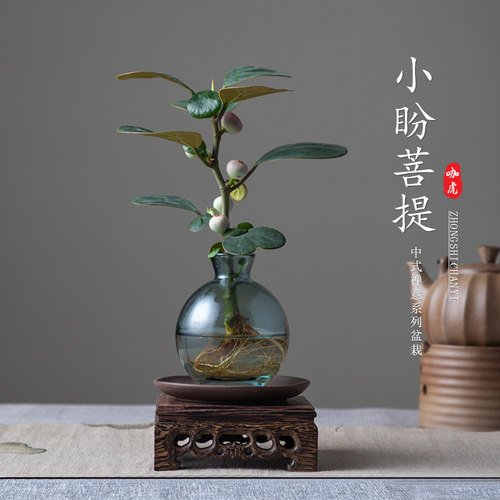 小盼菩提室内桌面盆栽水培植物