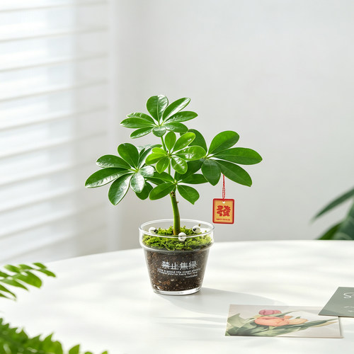 发财树小盆栽室内桌面绿植好养