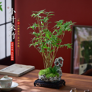 米竹造型盆景客厅茶室内竹子盆栽微景观摆件四季常青桌面花卉绿植