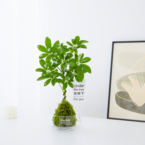 八方来财鸭脚木苔藓球植物室内