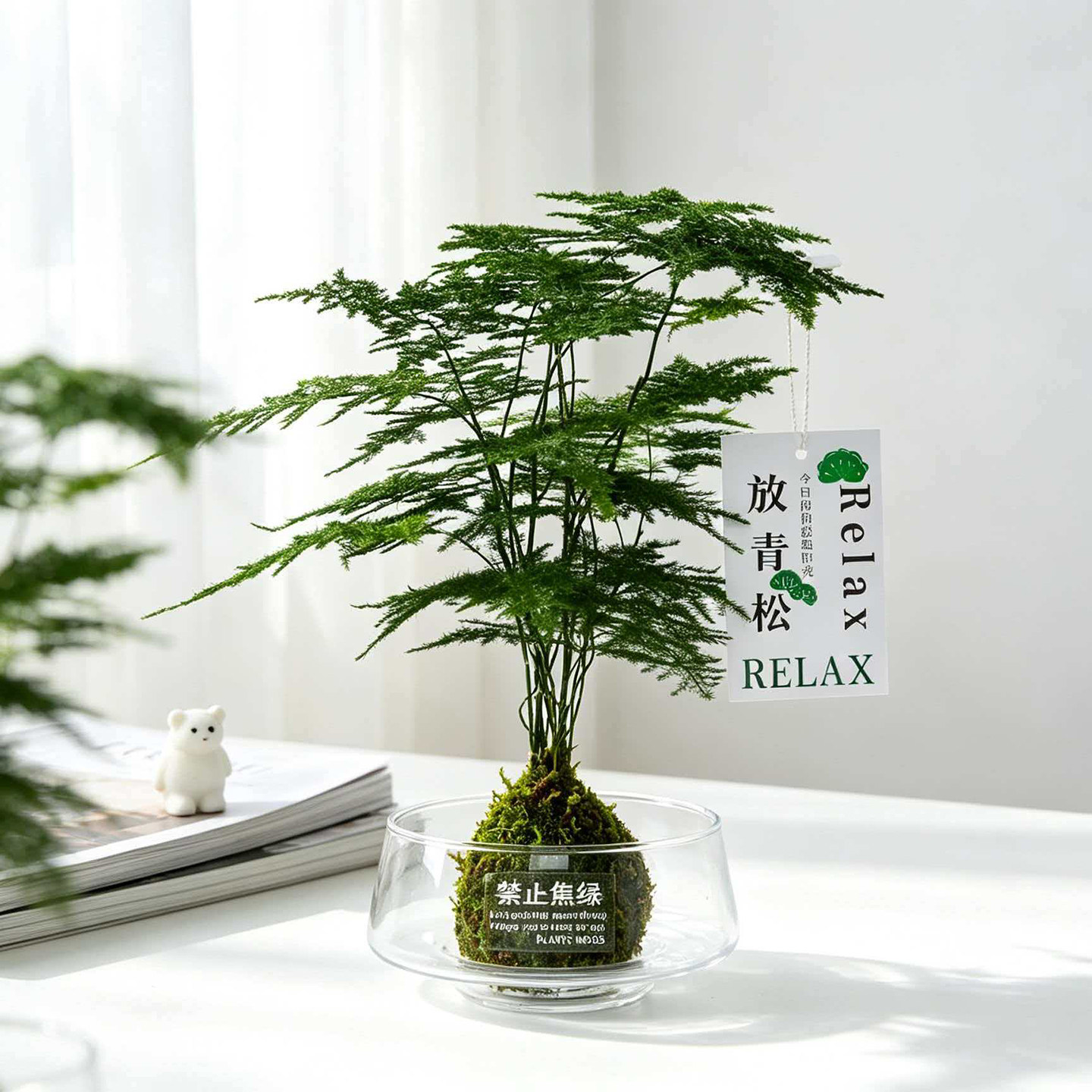 文竹盆栽水培苔藓球植物四季常青懒人好养室内桌面办公室绿植花卉