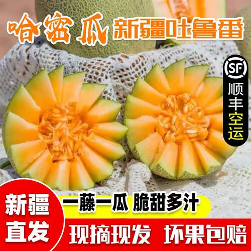 新疆吐鲁番哈密瓜脆甜多汁现摘