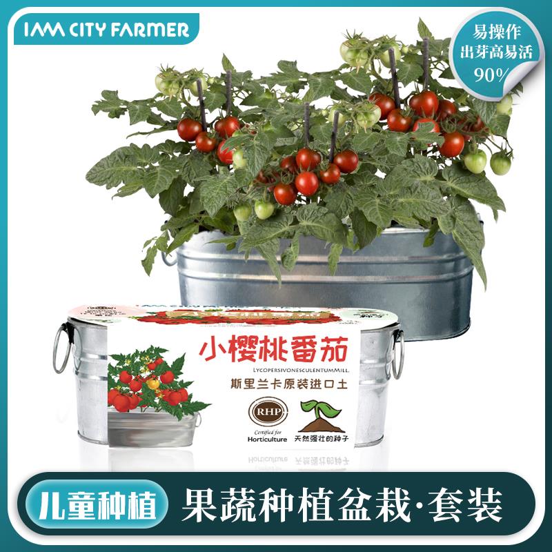 IAM园艺 儿童种植小盆栽番茄黄瓜甜椒幼儿园植物阳台种菜趣味观察