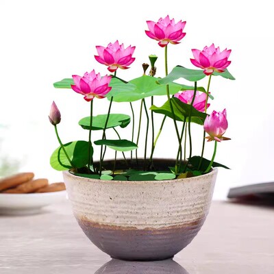 四季开花盆栽碗莲种子水生水养室内绿植花卉水培植物睡莲荷花阳台