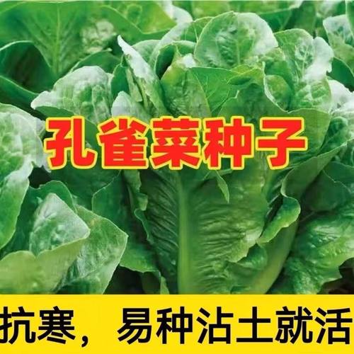 孔雀菜种种籽大全生菜罗马沙拉奶油紫叶种孑阳台盆栽四季蔬菜种子