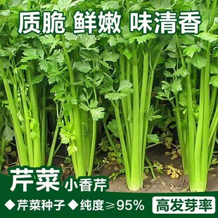 四季小香芹种子大全芹菜苗种籽秧苗芹菜种子季青菜籽蔬菜种农家