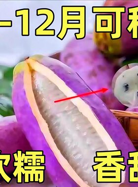 八月瓜种子紫色八月瓜籽野生香甜软糯抗病丰产四季种植爬藤新鲜种
