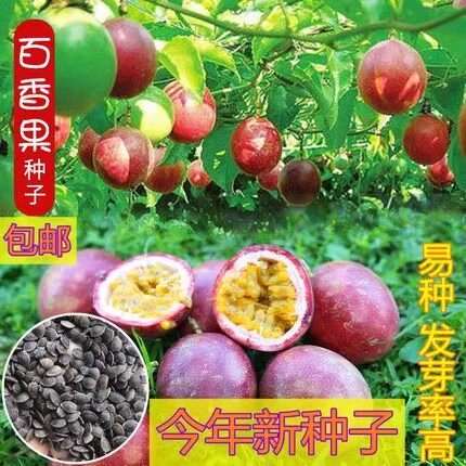 百香果种子春黄金果西番莲种籽阳家庭园艺种子