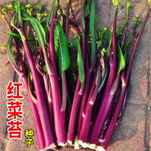 红菜苔蔬菜种子菜心十月红紫菜苔红菜苔家庭种植四季阳台庭院易播