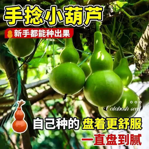 手捻小葫芦种子手捻葫芦种子阳台观赏文玩金色葫芦四季播种种子籽