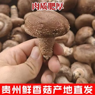 贵州特产香菇新鲜香菇干货香菇蘑菇香菇菌菇香菇