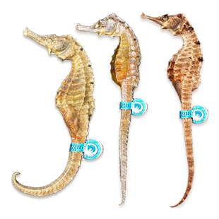 三斑海马干货中药材温肾助阳泡酒田七煲汤大公母配对抓配一公一母