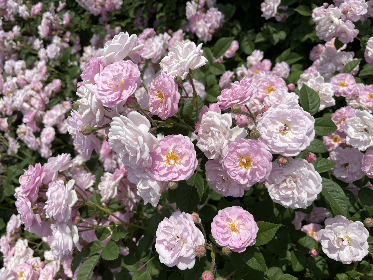 东北耐寒蔷薇花当年开花爬藤 月季庭院种植月季花苗带盆发货