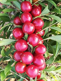 钙果苗欧李盆栽果树苗耐寒当年结果南北方可种植