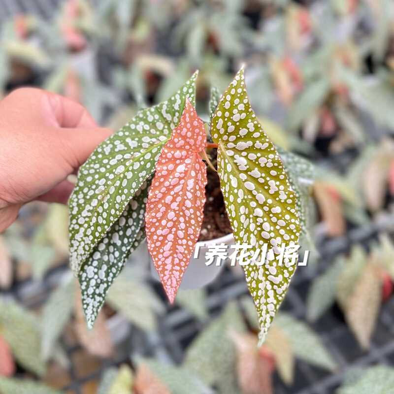 超白白冰秋海棠北欧ins风小盆栽办公桌面室内观叶植物|养花小将