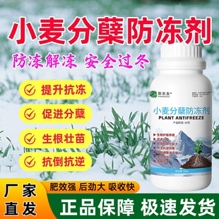 小麦分蘖防冻剂生根壮苗抗倒伏抗寒抗冻降低结冻点缓解冻害新农友