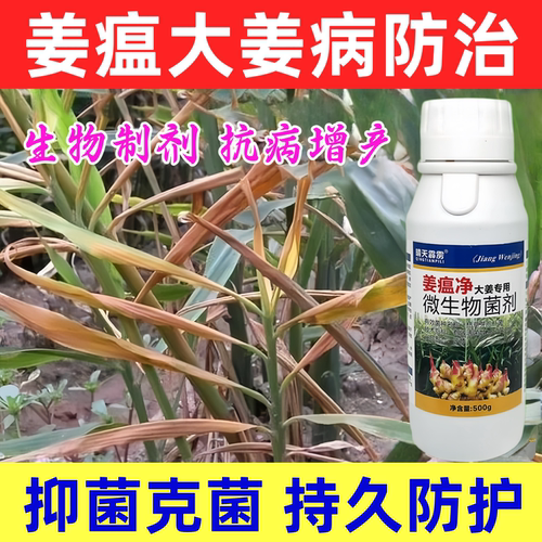 姜温净大姜生姜专用药烂脖子黄叶干尖青枯叶枯根腐炭疽病晴天霹雳
