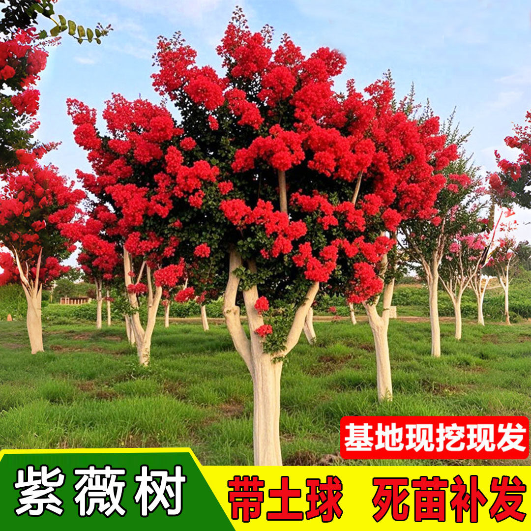 紫薇花树苗庭院大型老桩别墅室外道路绿化植物百日红花卉风景大树,鲜花速递/花卉仿真/绿植园艺,行道树/乔木,淘宝优惠券,粉丝福利购,淘宝优惠卷