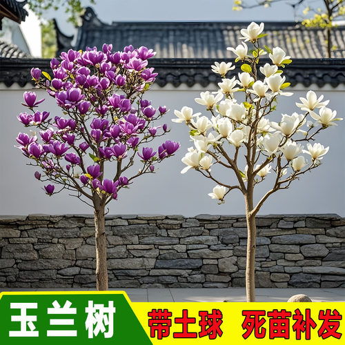 紫玉兰树苗带苞盆栽地栽耐寒