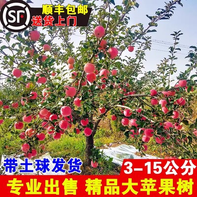 苹果树果苗嫁接红富士冰糖心地栽盆栽南北方种植带土特大当年结果