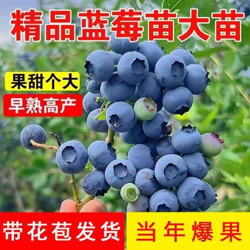 蓝莓苗盆栽蓝莓树果苗北方南方种植四季果树薄雾兔眼特大阳台带果